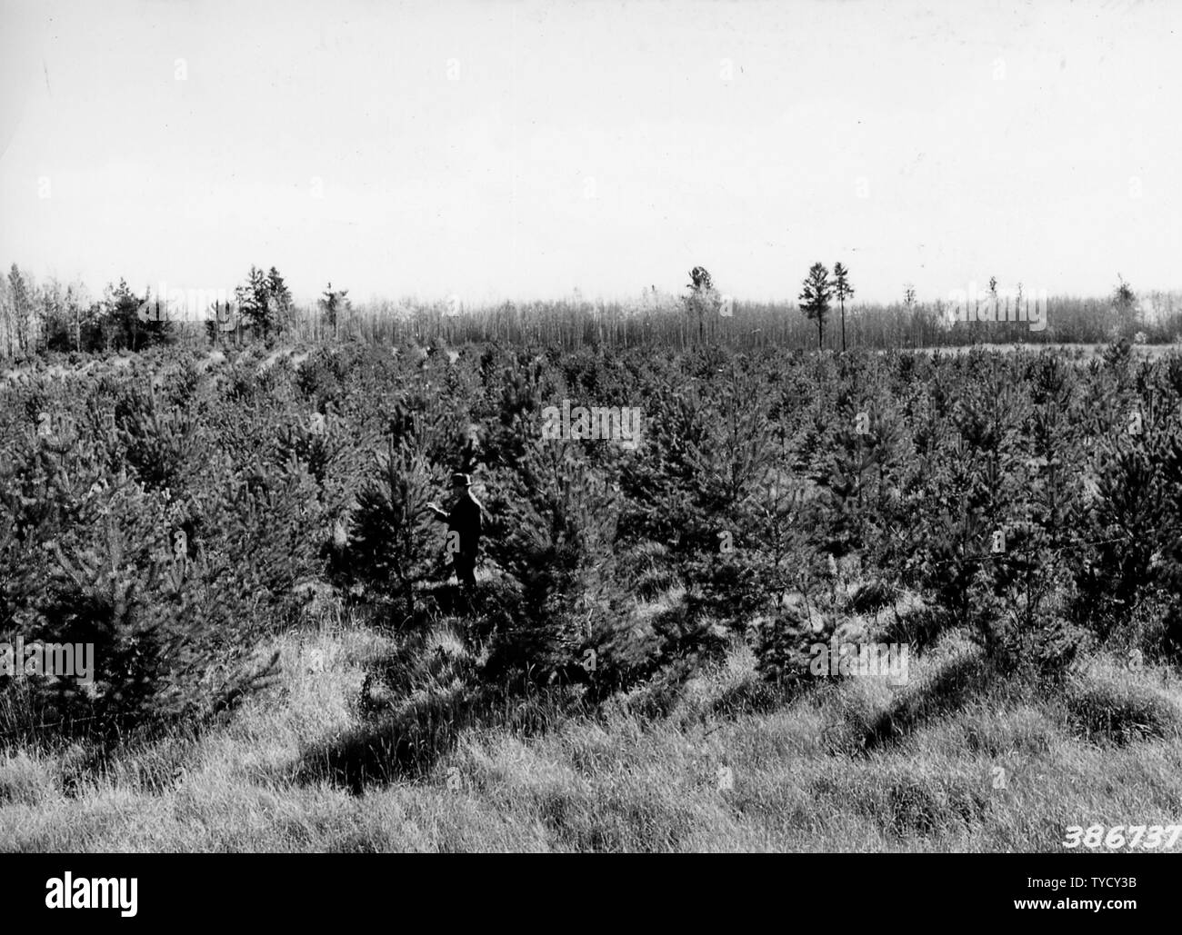 Photograph of Plantation of Scotch Pine; Scope and content Original