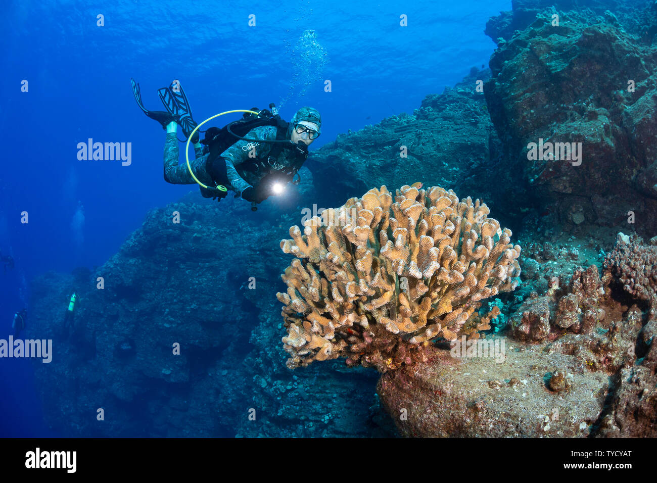 A large stand of antler coral, Pocillopora eydouxi, and divers (MR) on a wall dive off Kaumalapau Harbor, Lanai, Hawaii. Stock Photo