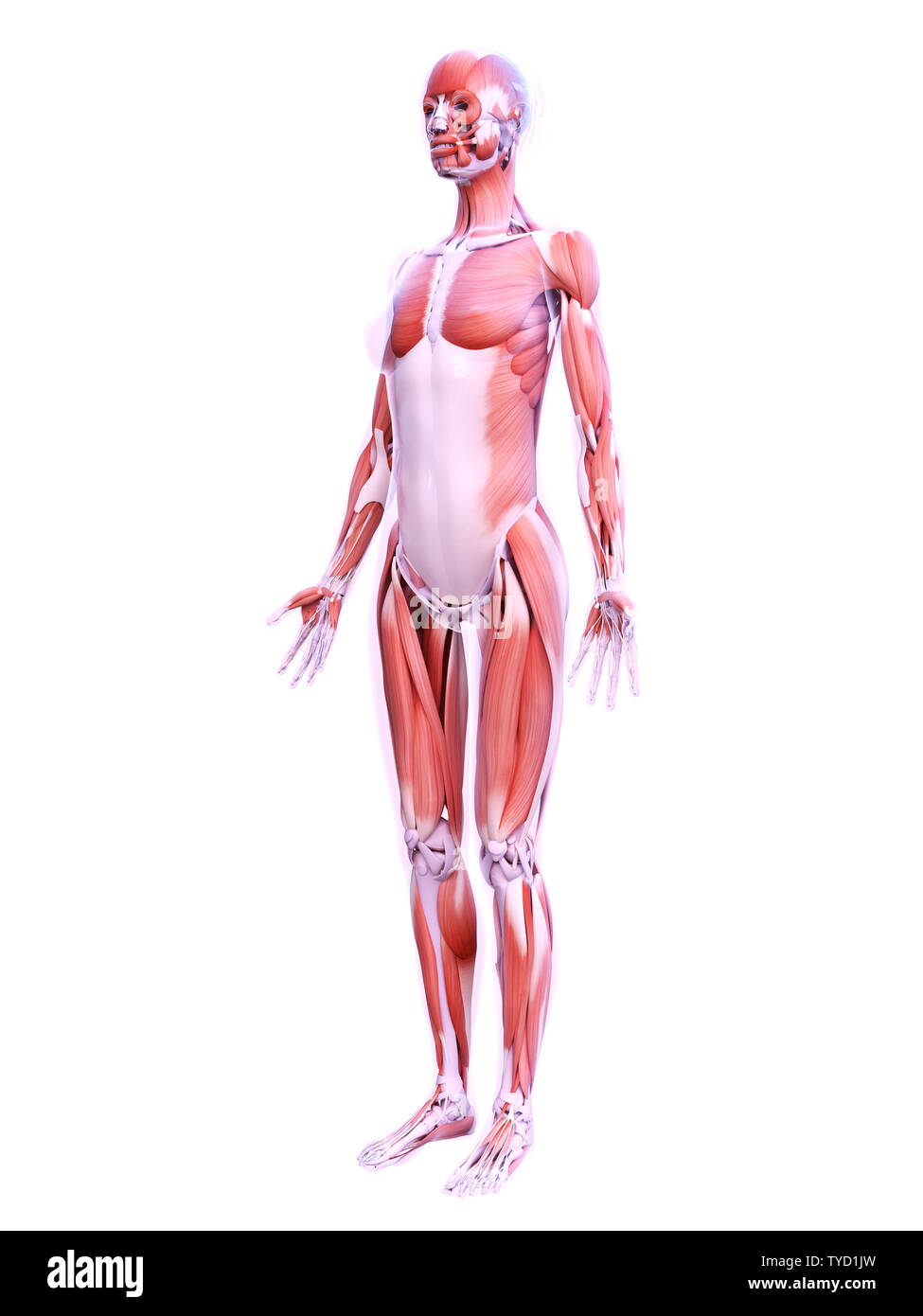 3d rendered medical illustration of a tall female body Stock Illustration
