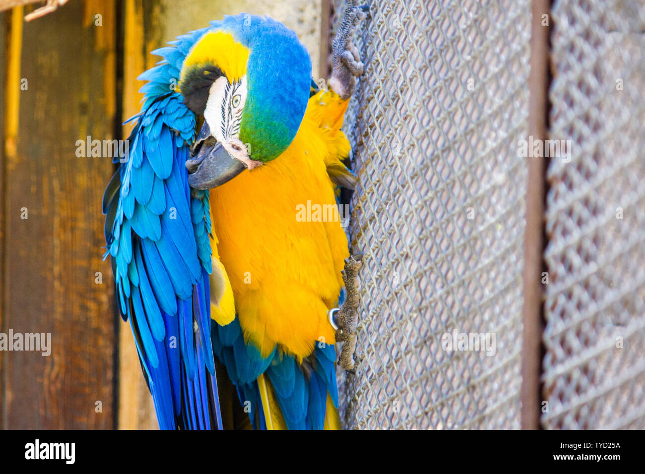 Beautiful view of Largest-Blue-And-Gold-Macaw-Cage-Decorating-Ideas