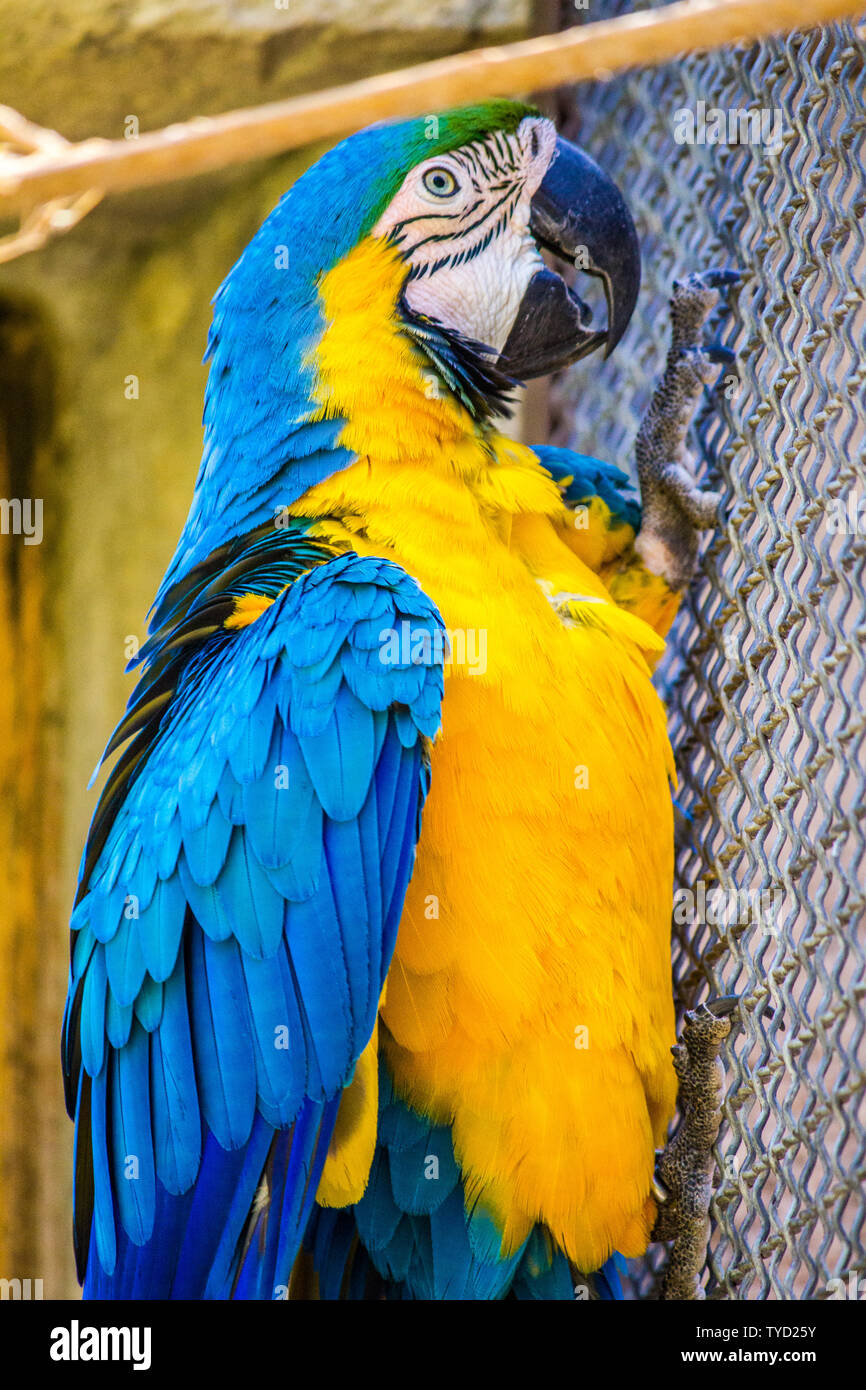 A blue and gold macaw in captivity inside a cage, perched on a fence ... - Play Cage For Blue And Gold Macaw With Removable Top