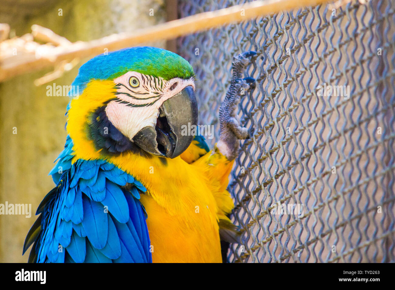 View of A blue and gold macaw in captivity inside a cage, perched on a fence ...