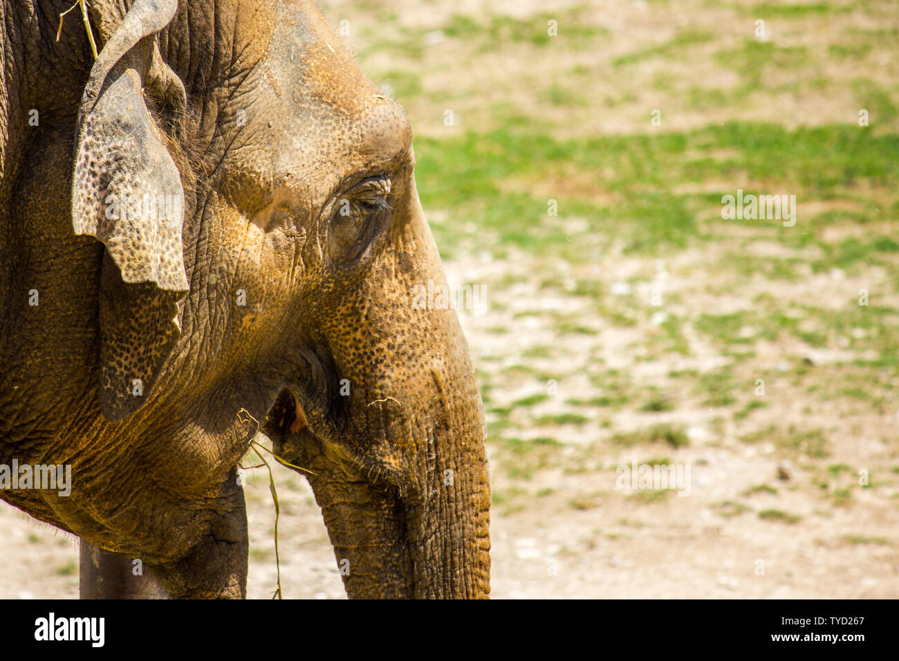 Big Animal Set High Resolution Stock Photography and Images - Alamy