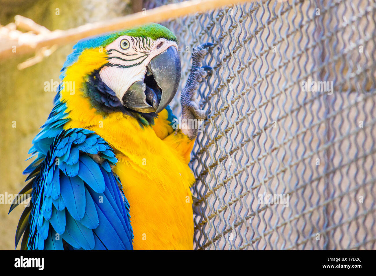 A blue and gold macaw in captivity inside a cage, perched on a fence ...