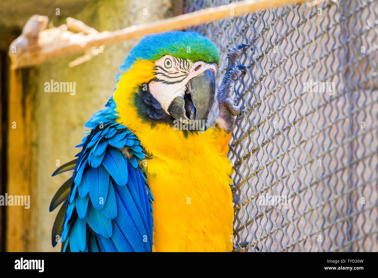 View of A blue and gold macaw in captivity inside a cage, perched on a fence ...