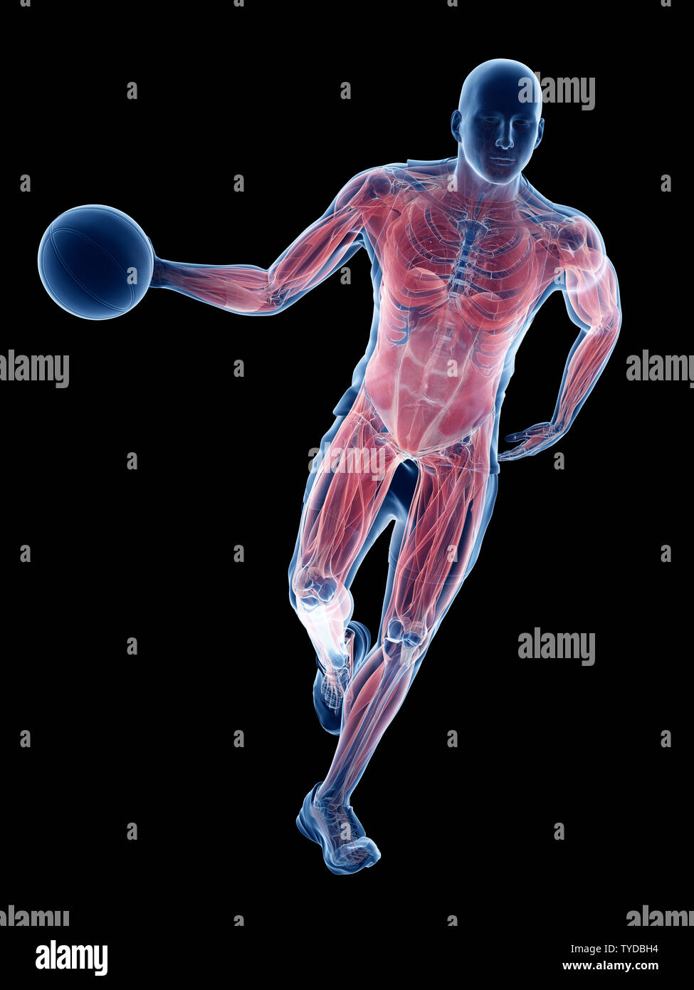 3d rendered medically accurate illustration of a basketball players