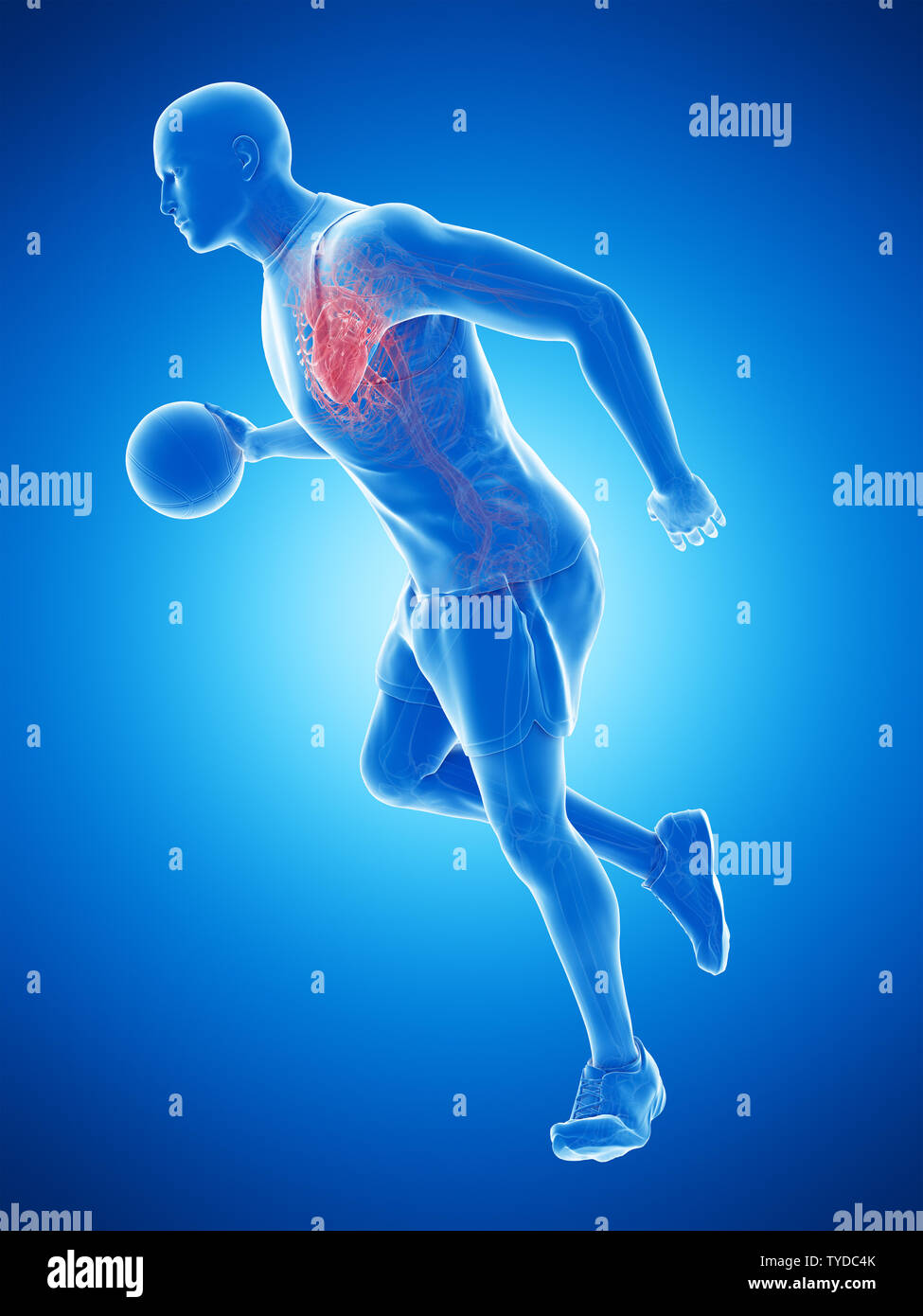 3d rendered medically accurate illustration of a basketball players