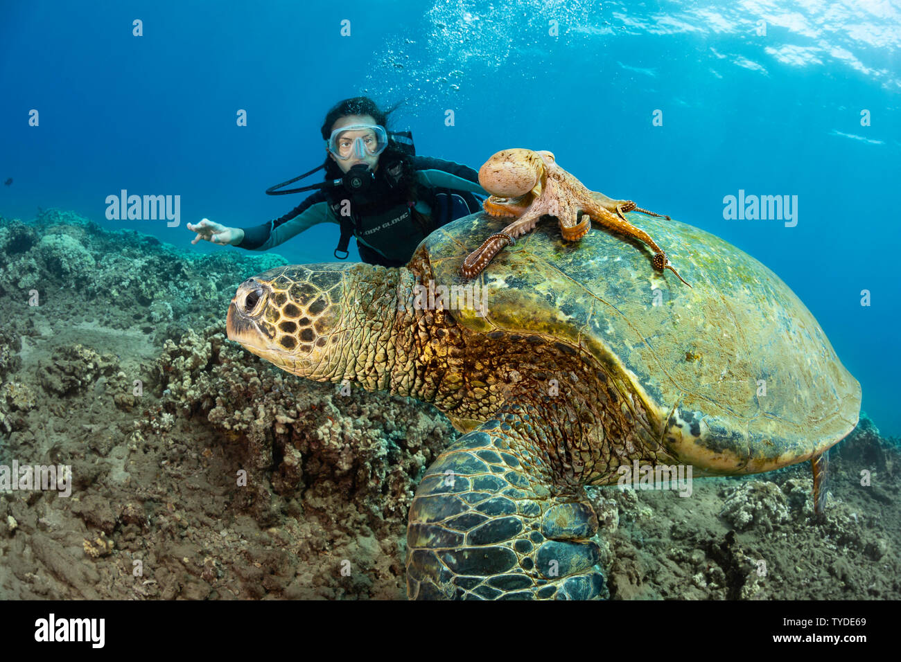 A diver (MR) looks on as a day octopus, Octopus cyanea, hitches a ride
