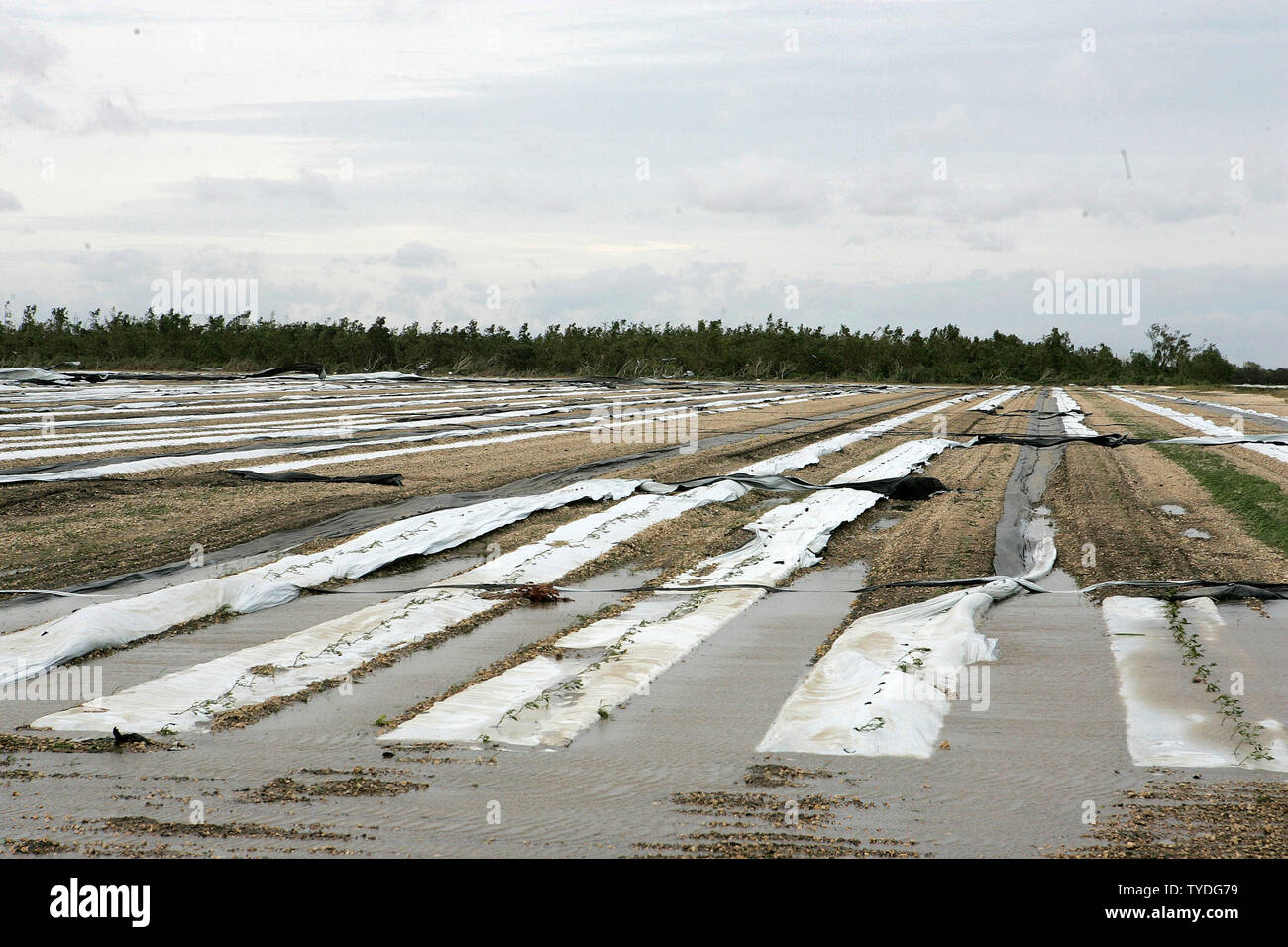 This newly planted strawberry field was destroyed by category 3 Hurricane Wilma in Miami, Florida, on October 24, 2005.  (UPI Photo/Michael Bush) Stock Photo