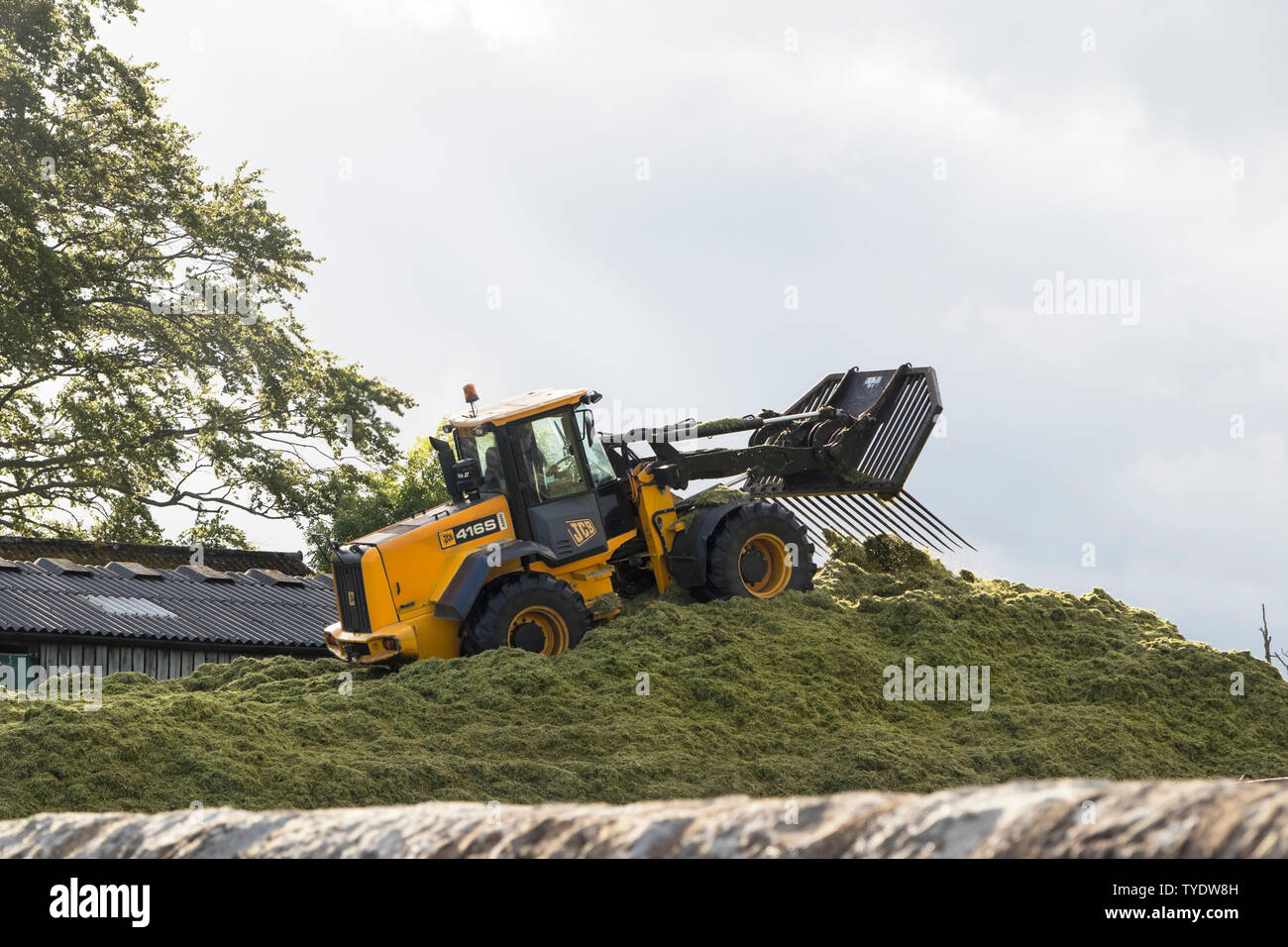 Tractor Filling and Rolling on Top of a Silage Clamp, England, UK Stock Photo