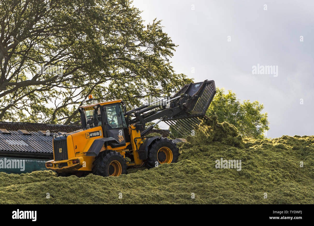 Tractor Filling and Rolling on Top of a Silage Clamp, England, UK Stock Photo