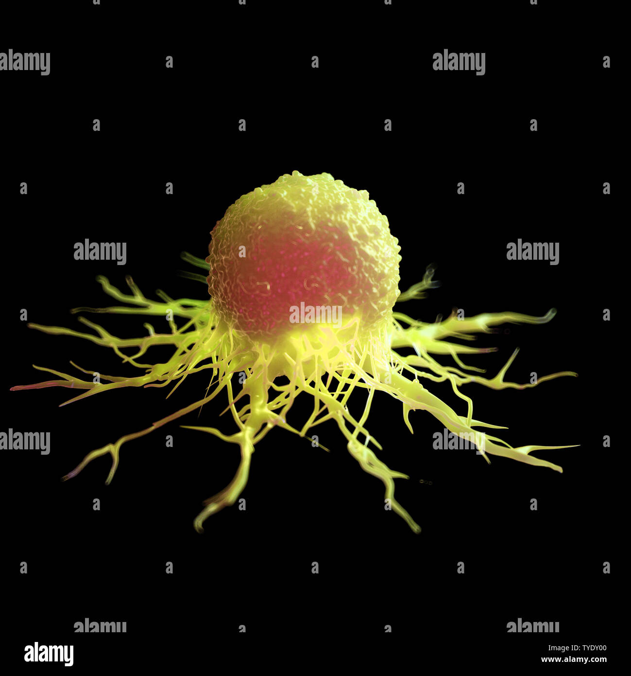 Cancer Cell With Ruler 3d rendered illustration of a cancer cell Stock Photo - Alamy