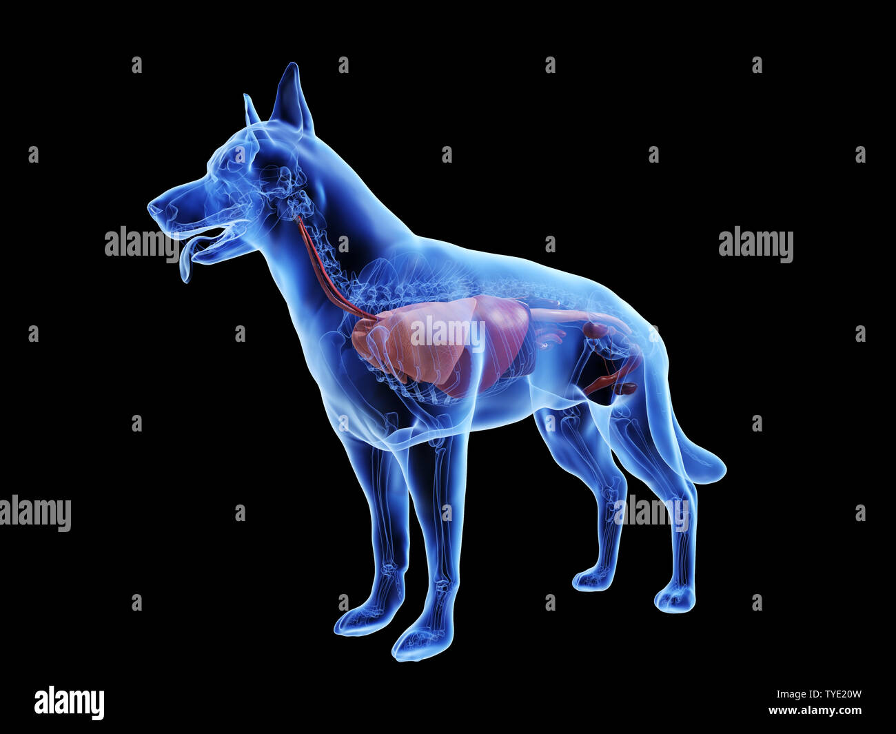 3d rendered medically accurate illustration of a dogs internal organs