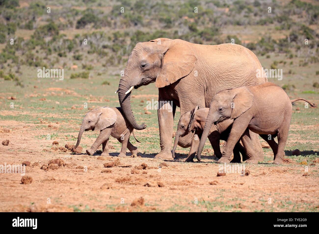 African elephants (Loxodonta africana), herd with young animals walking, Addo Elephant National Park, Eastern Cape, South Africa Stock Photo