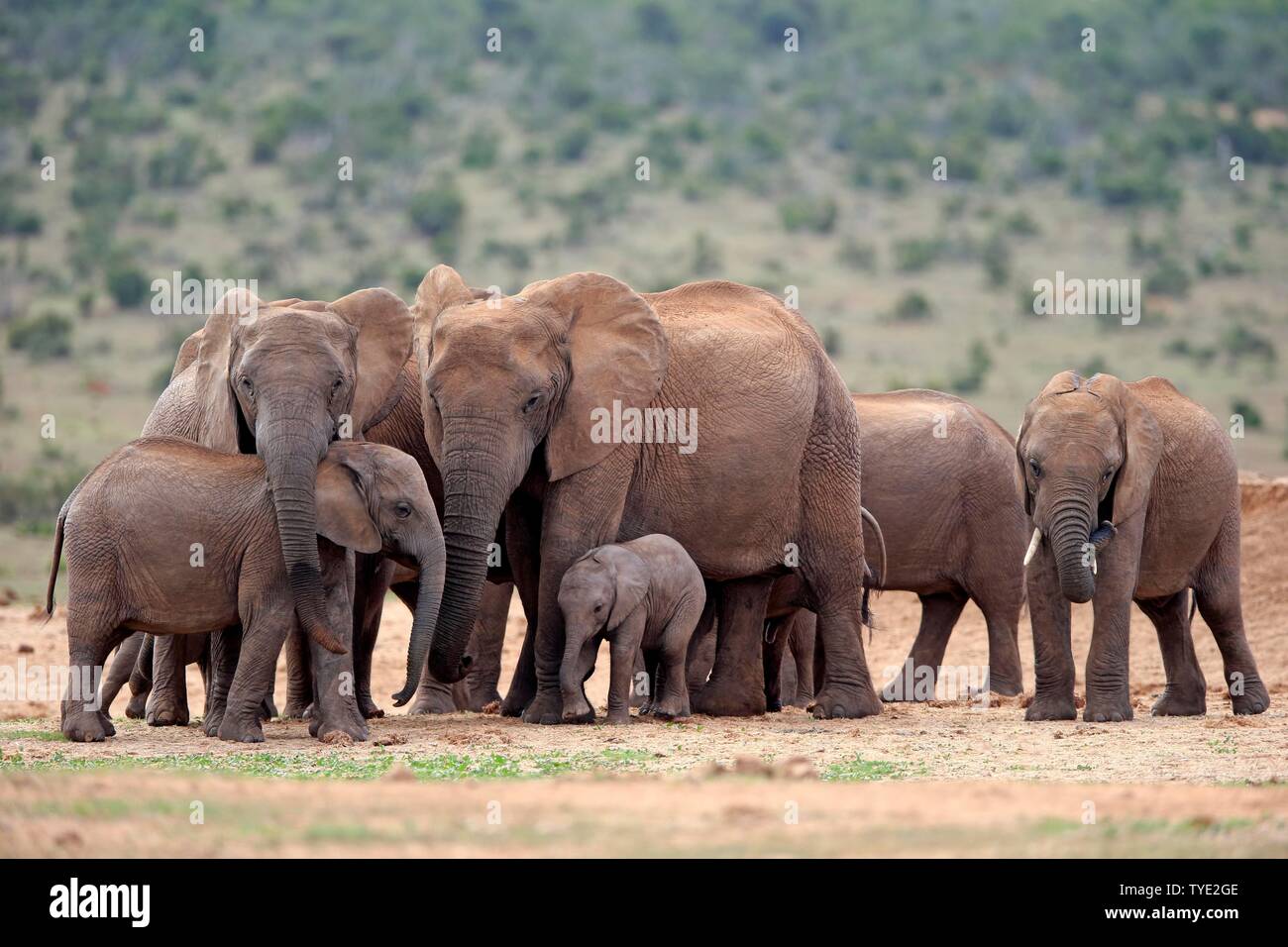 African elephants (Loxodonta africana), herd stands together, adult and young animals, Addo Elephant National Park, Eastern Cape, South Africa Stock Photo