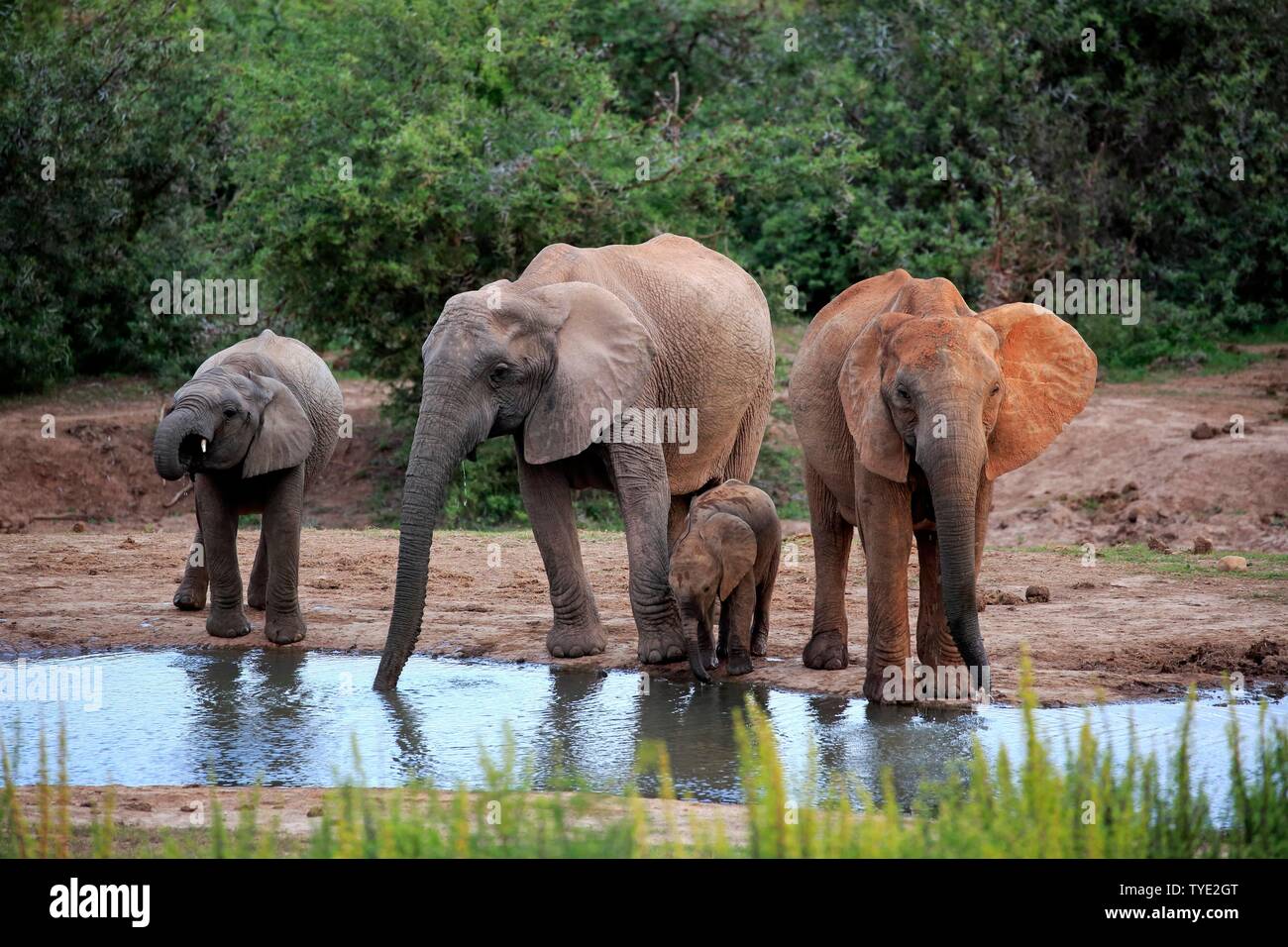 African elephants (Loxodonta africana), adult and young animals, herd drinking at the waterhole, group, Addo Elephant National Park, Eastern Cape Stock Photo