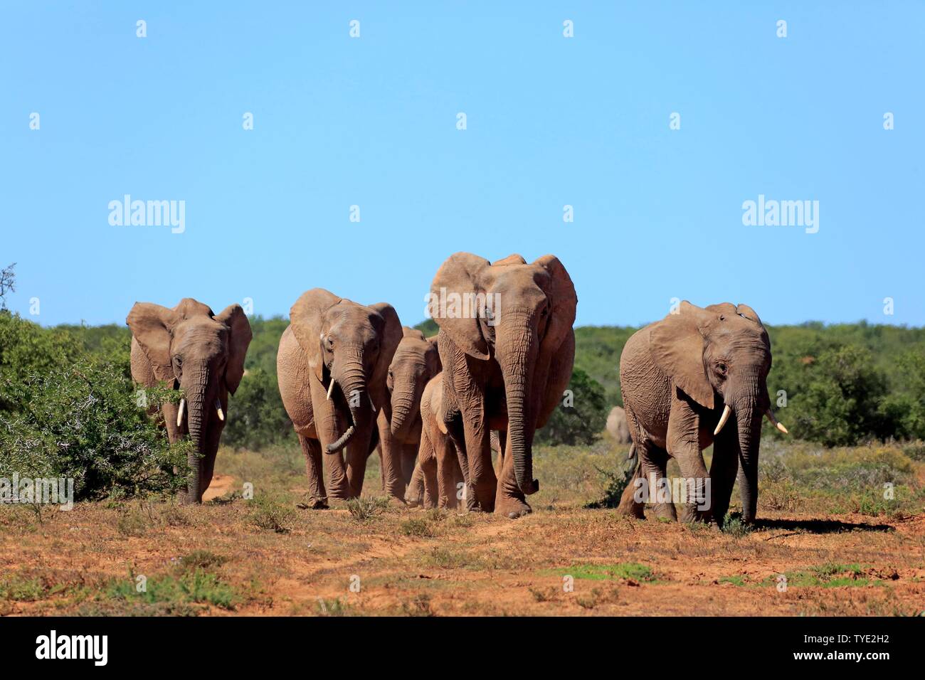 African elephants (Loxodonta africana), herd with young animals walking, Addo Elephant National Park, Eastern Cape, South Africa Stock Photo