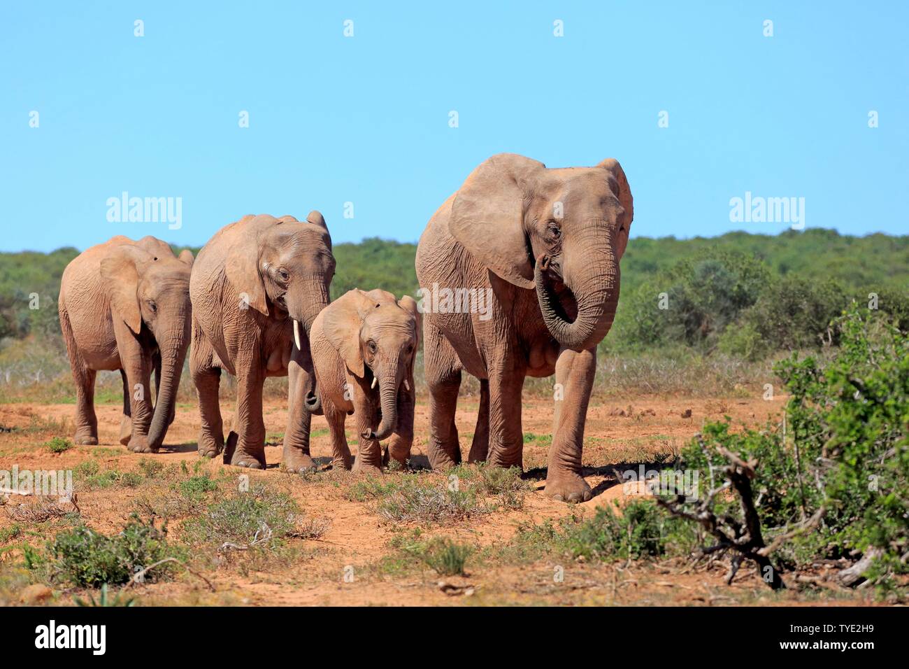 African elephants (Loxodonta africana), herd with young animals eating, Addo Elephant National Park, Eastern Cape, South Africa Stock Photo