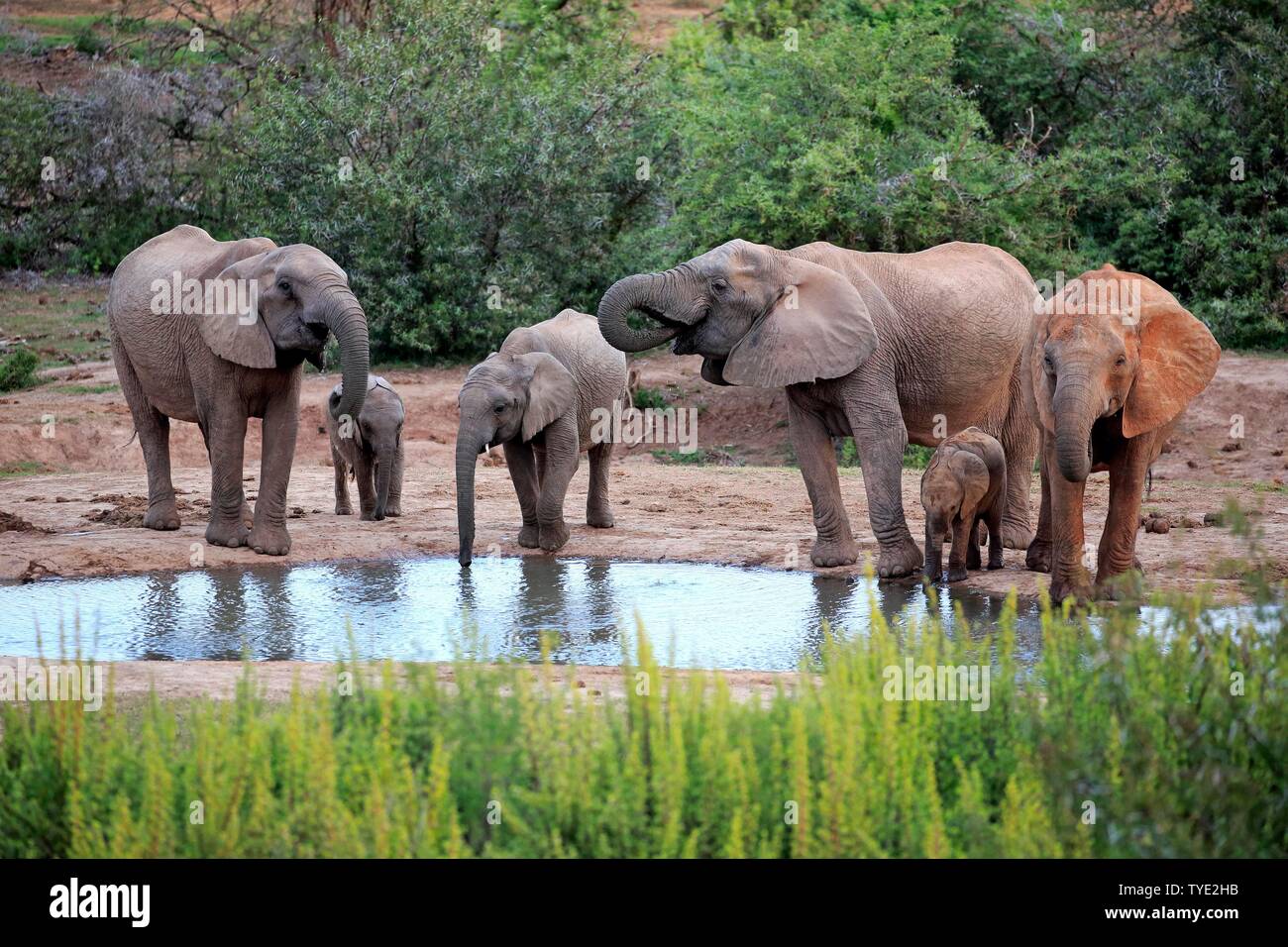 African elephants (Loxodonta africana), adult and young animals, herd drinking at the waterhole, group, Addo Elephant National Park, Eastern Cape Stock Photo