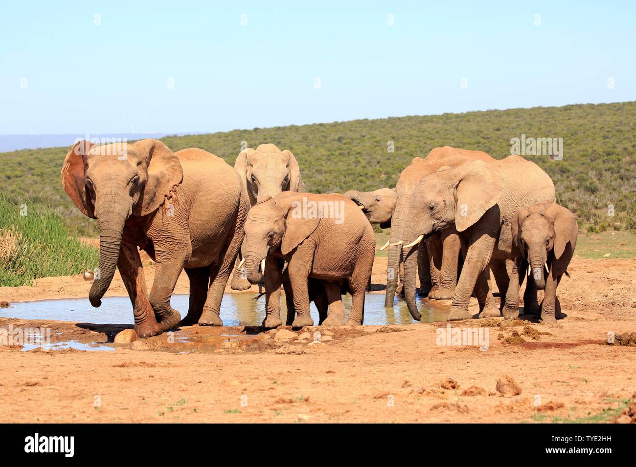 African elephants (Loxodonta africana), herd, adult and young animals drinking at the waterhole, group, Addo Elephant National Park, Eastern Cape Stock Photo
