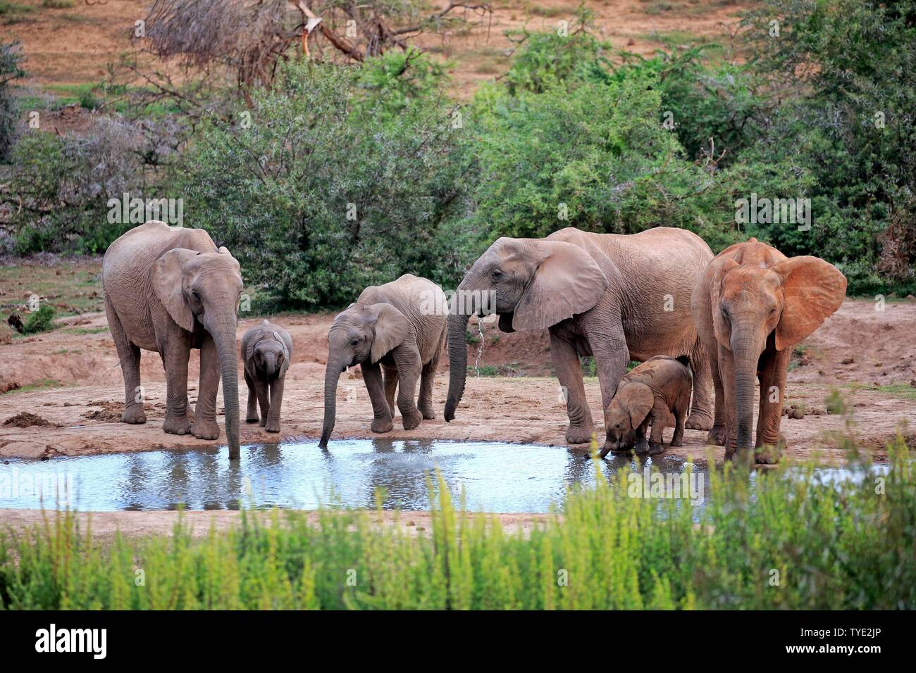 African elephants (Loxodonta africana), adult and young animals, herd drinking at the waterhole, group, Addo Elephant National Park, Eastern Cape Stock Photo