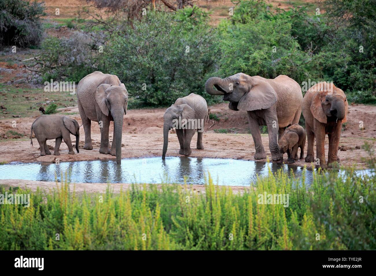 African elephants (Loxodonta africana), adult and young animals, herd drinking at the waterhole, group, Addo Elephant National Park, Eastern Cape Stock Photo