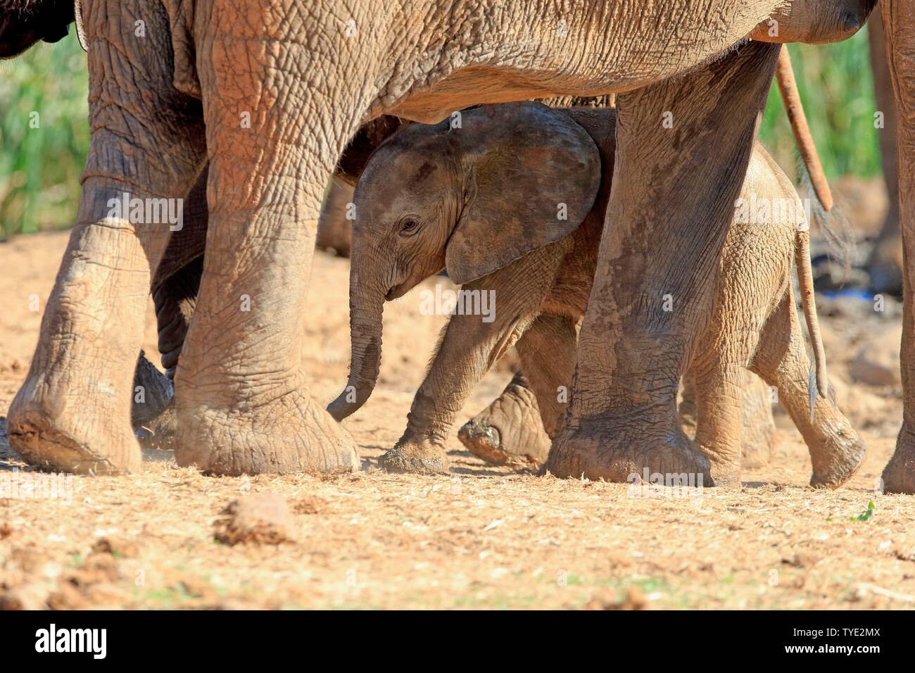 African elephant (Loxodonta africana), young animal walking under the protection of the elephant herd, Addo Elephant National Park, Eastern Cape Stock Photo