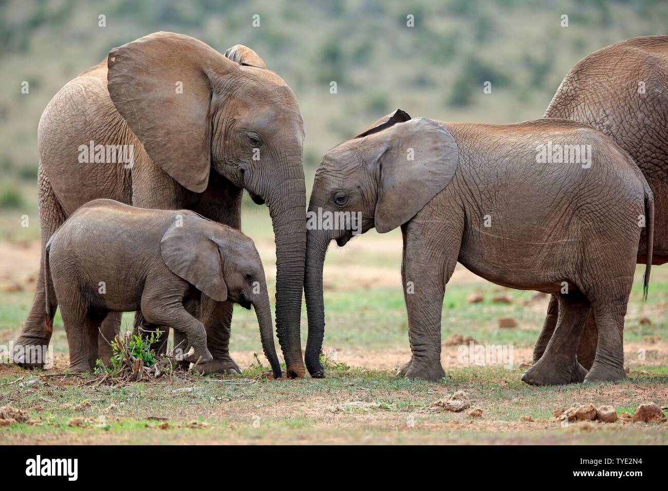 African elephants (Loxodonta africana), adult and young animals eating, Addo Elephant National Park, Eastern Cape, South Africa Stock Photo