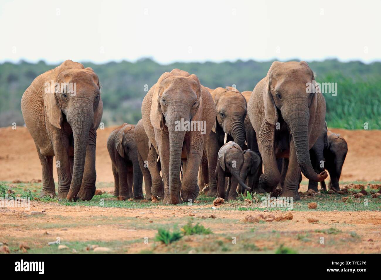 African elephants (Loxodonta africana), herd with young animals walking, Addo Elephant National Park, Eastern Cape, South Africa Stock Photo