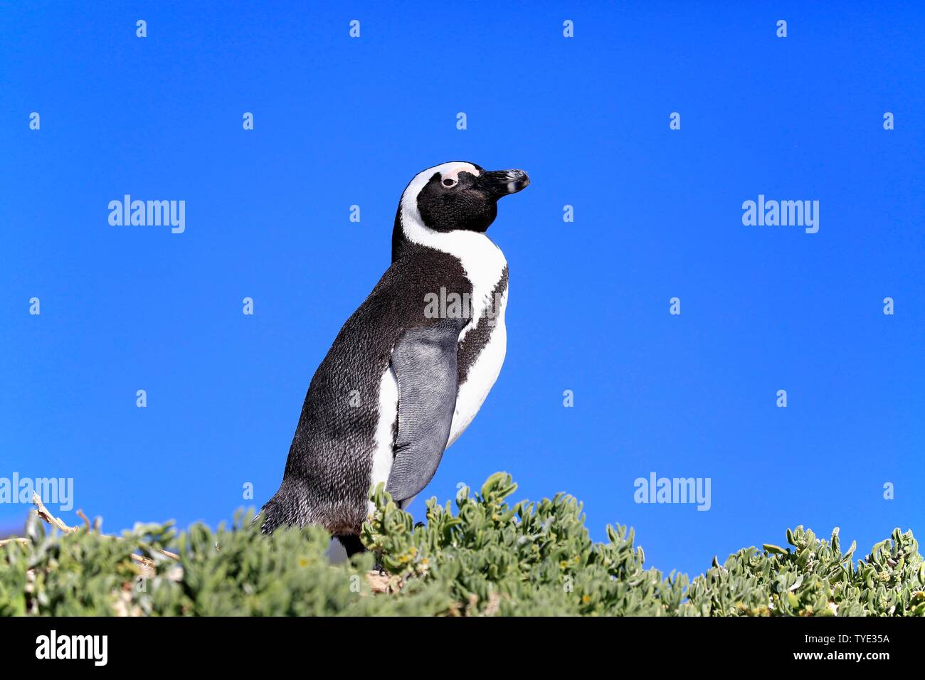 African penguin (Spheniscus demersus), adult, in front of blue sky