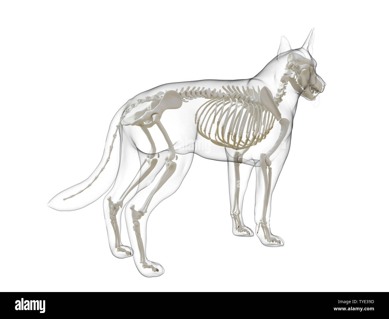 3d rendered medically accurate illustration of a dog skeleton Stock
