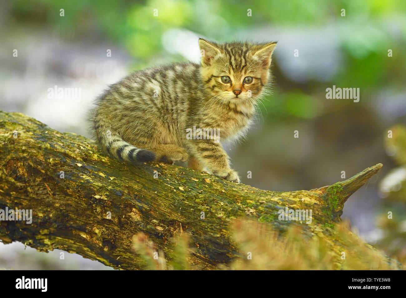 Animal sitting on trunk hi-res stock photography and images - Alamy
