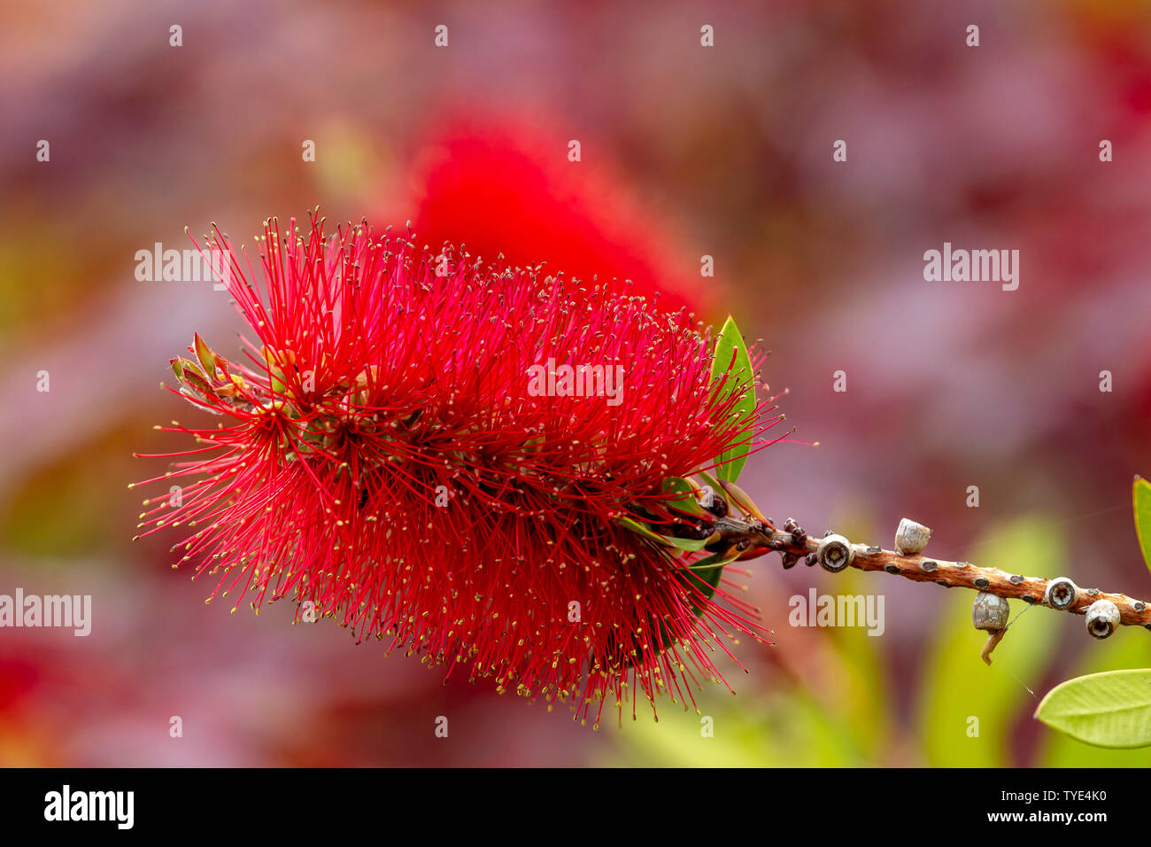 Bottlebrush. Melaleuca rugulosa or Scarlet Bottlebrush single flower close up. Stock Photo