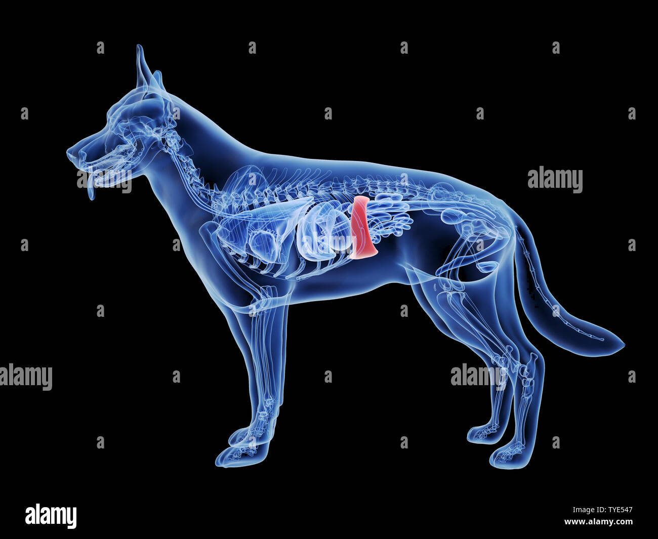 3d rendered medically accurate illustration of a dogs spleen Stock Photo Alamy