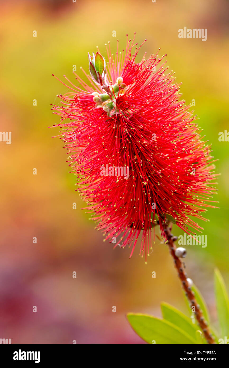 Bottlebrush. Melaleuca rugulosa or Scarlet Bottlebrush single flower close up. Stock Photo
