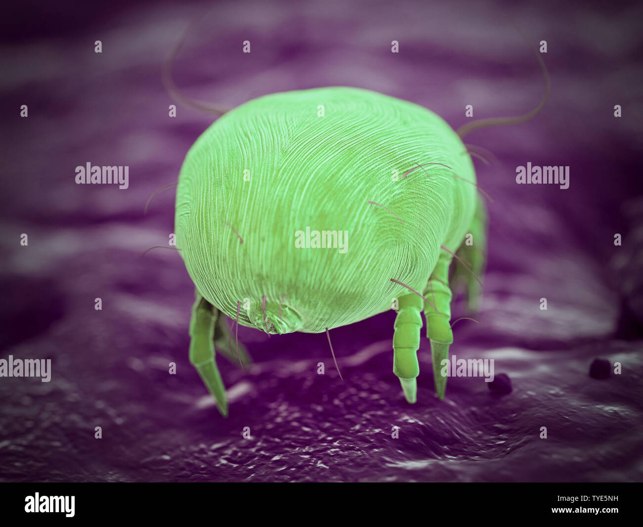 3d rendered illustration of a house dust mite Stock Photo Alamy