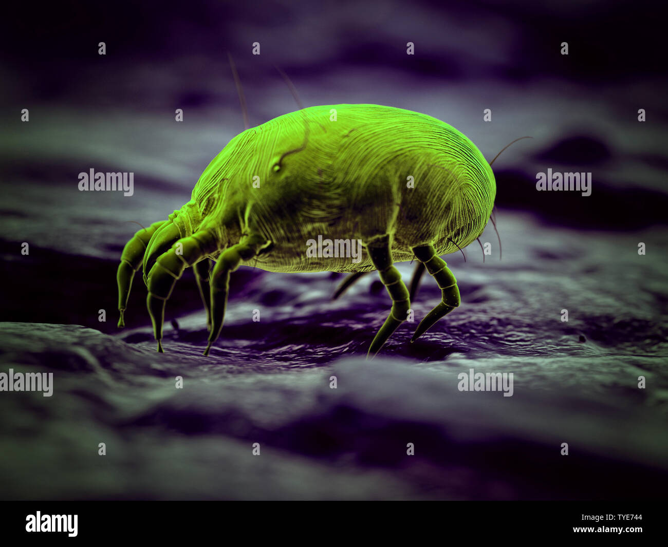 3d rendered illustration of a house dust mite Stock Photo Alamy