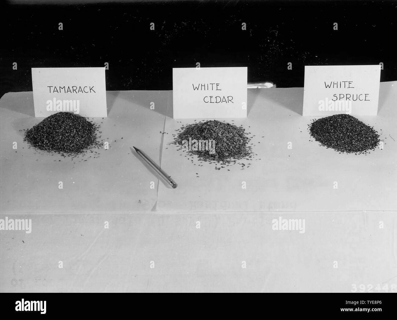 Photograph of Tamarack, Cedar, and White Spruce Seed; Scope and content:  Original caption: Tamarack (Larix laricina), cedar (Tsuga canadensis), and white spruce (Picea glauca) seed. Stock Photo