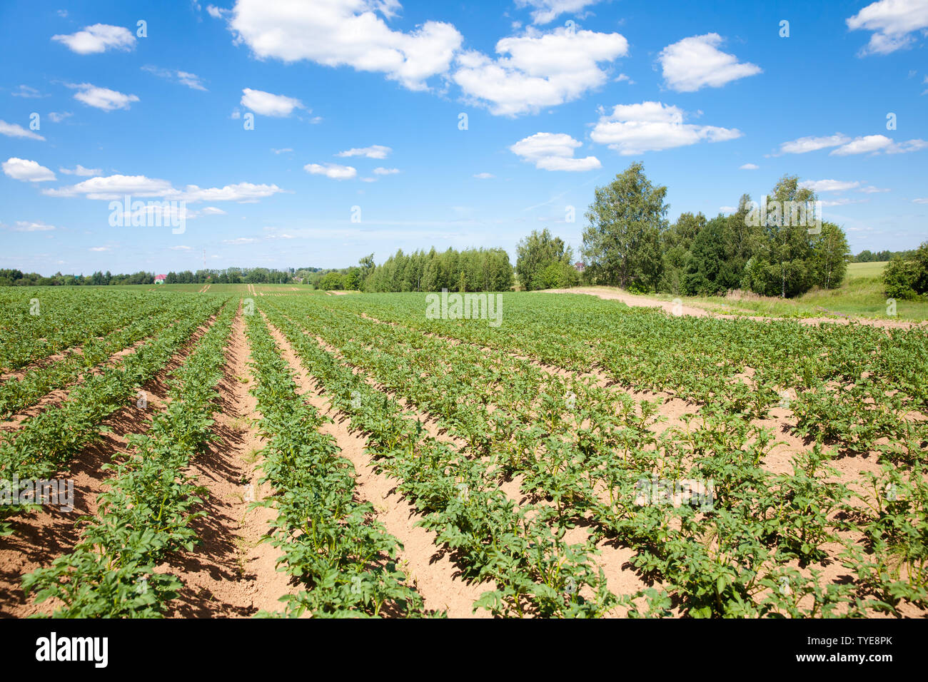 Rows of potatoes on the farm field. Cultivation of potatoes in Russia. Landscape with agricultural fields in sunny weather. A field of potatoes in the countryside. Stock Photo