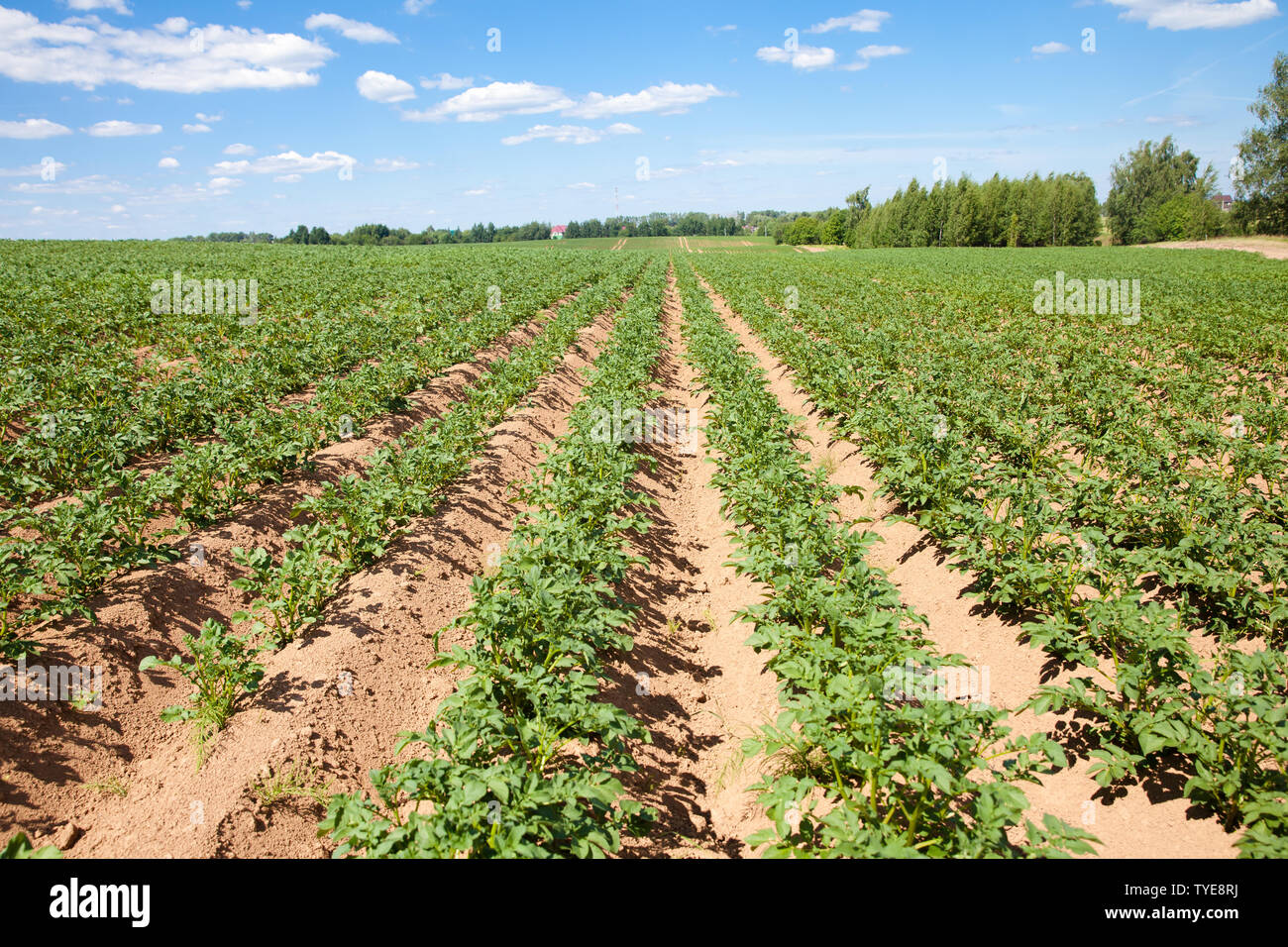 Rows of potatoes on the farm field. Cultivation of potatoes in Russia. Landscape with agricultural fields in sunny weather. Landscape with agricultural fields in sunny weather. A field of potatoes in the countryside. Stock Photo