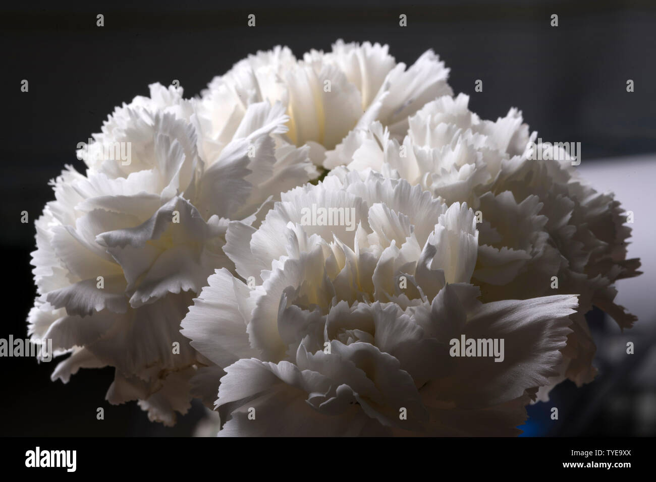 Big headed roses hi-res stock photography and images - Alamy