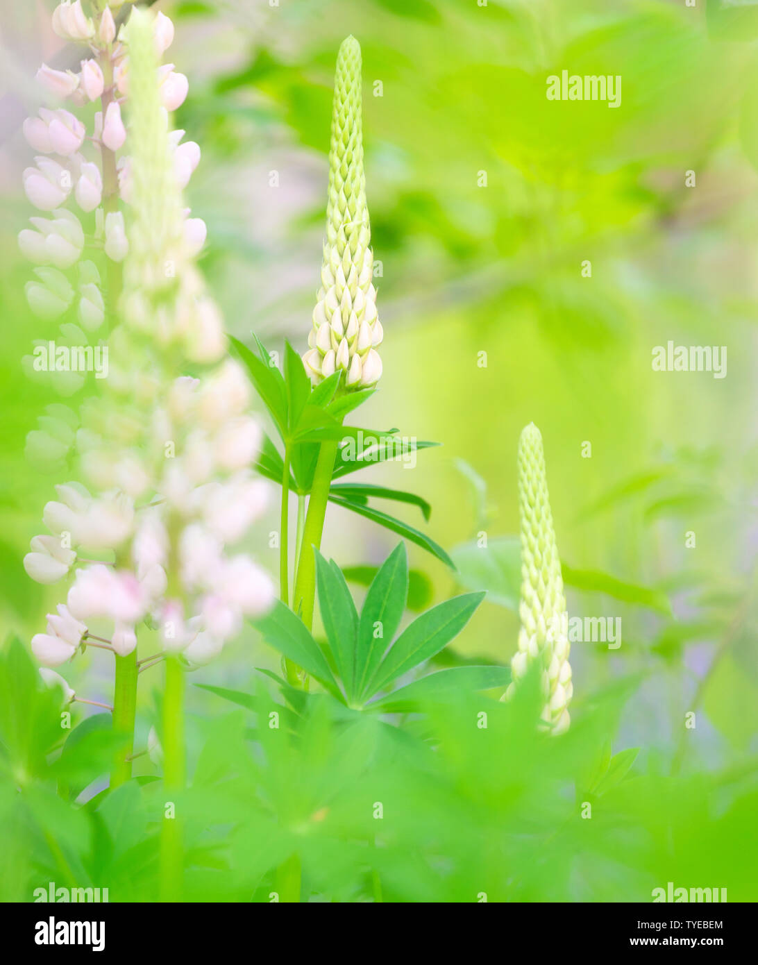 Beautiful purple wild Lupines flowering with a blurred background and bright colours in summer Stock Photo