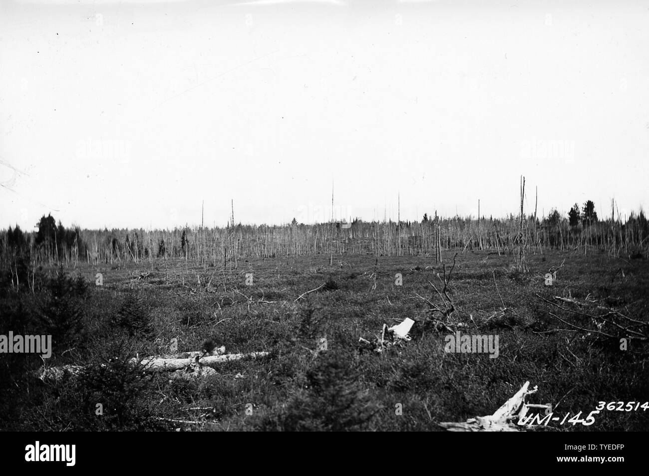 Photograph of Upland Muskeg Swamp; Scope and content:  Original caption: Upland muskeg swamp. Contains water during all but dry seasons. Ground cover is leatherleaf and small spruce.  Timber is of slow growth, stunted and finally dies. Stock Photo