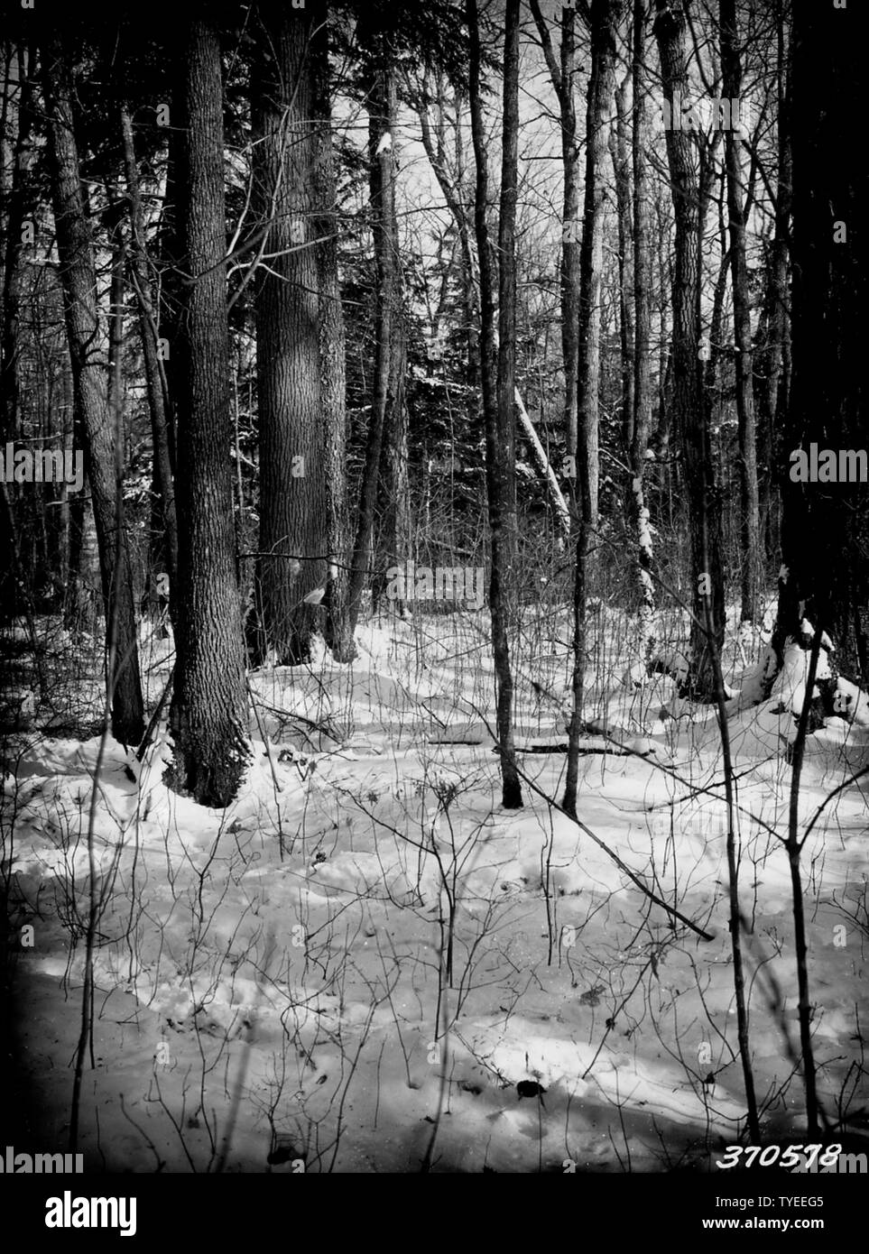 Photograph of Virgin Hardwood Stand Marked for Selective Cutting on Nicolet National Forest