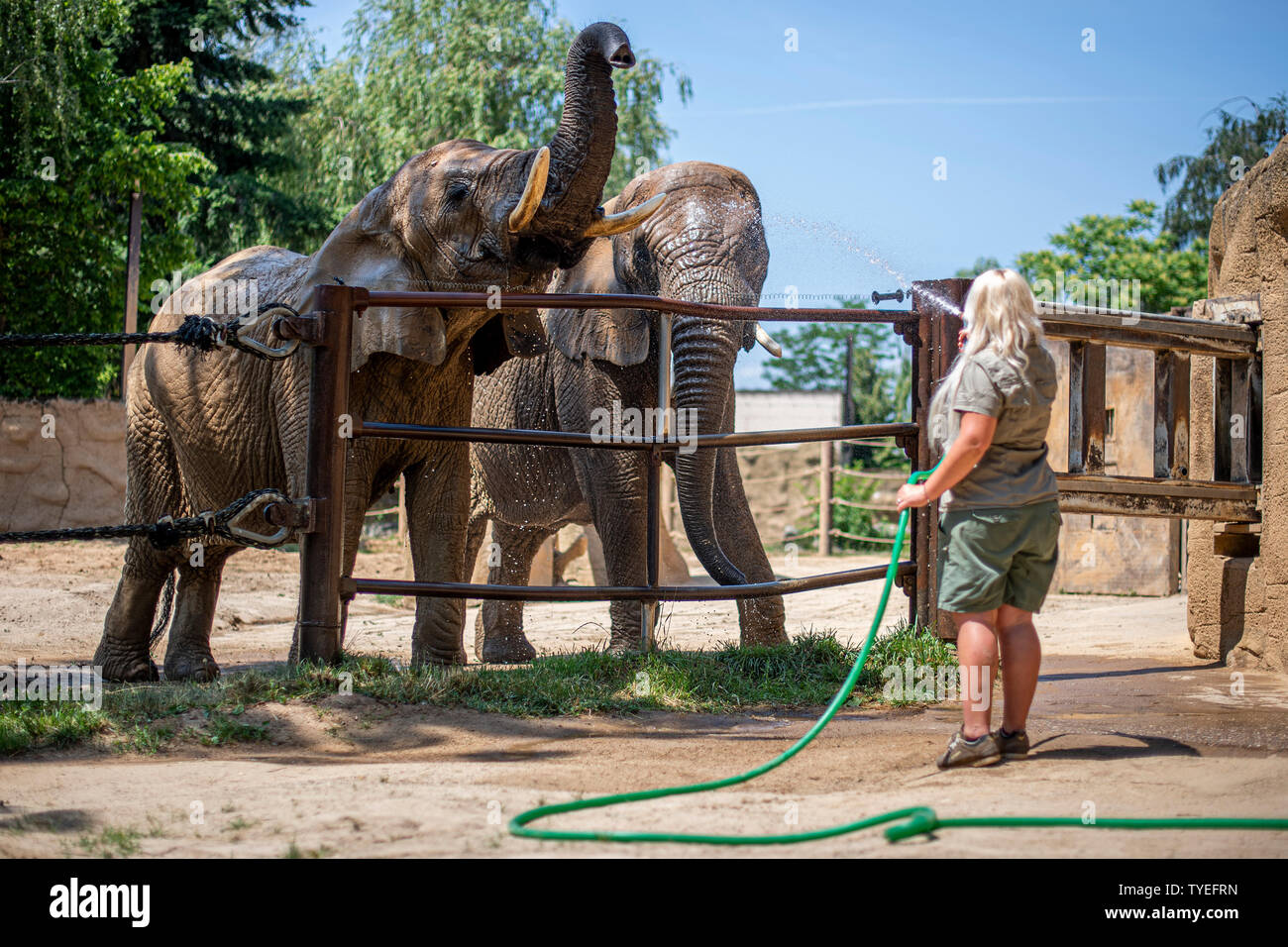 Breeder Andrea Havlikova showered African bush elephant (Loxodonta africana) females Saly and Umbu in the Dvur Kralove nad Labem Zoo, Czech Republic, on June 26, 2019. African animals have a special regime on hot days, and breeders give them more refreshment. (CTK Photo/David Tanecek) Stock Photo
