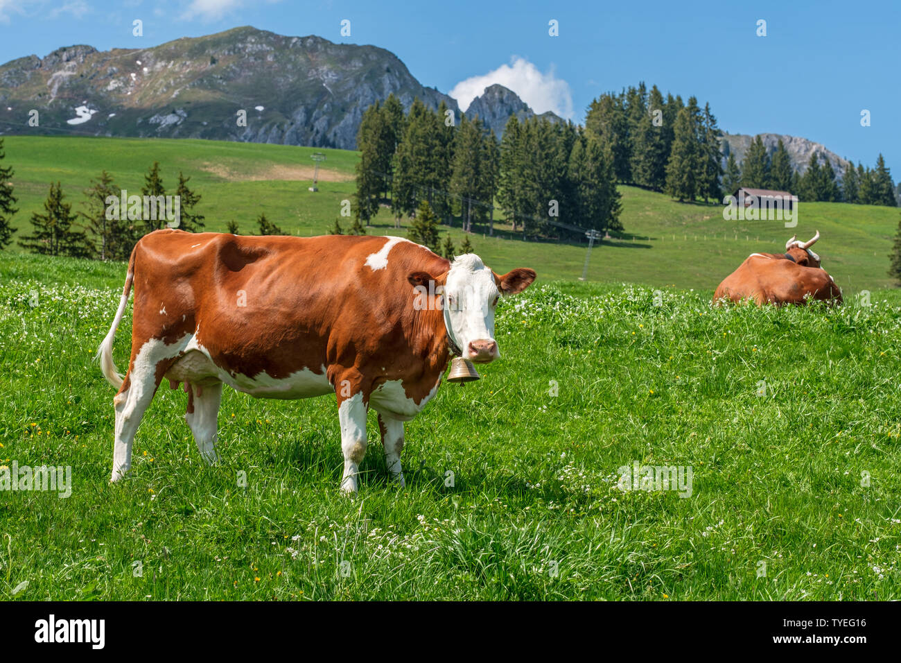 Beautiful cow with cowbell in an alpine meadow in the swiss alps on a beautiful sunny day with blue sky with clouds Stock Photo