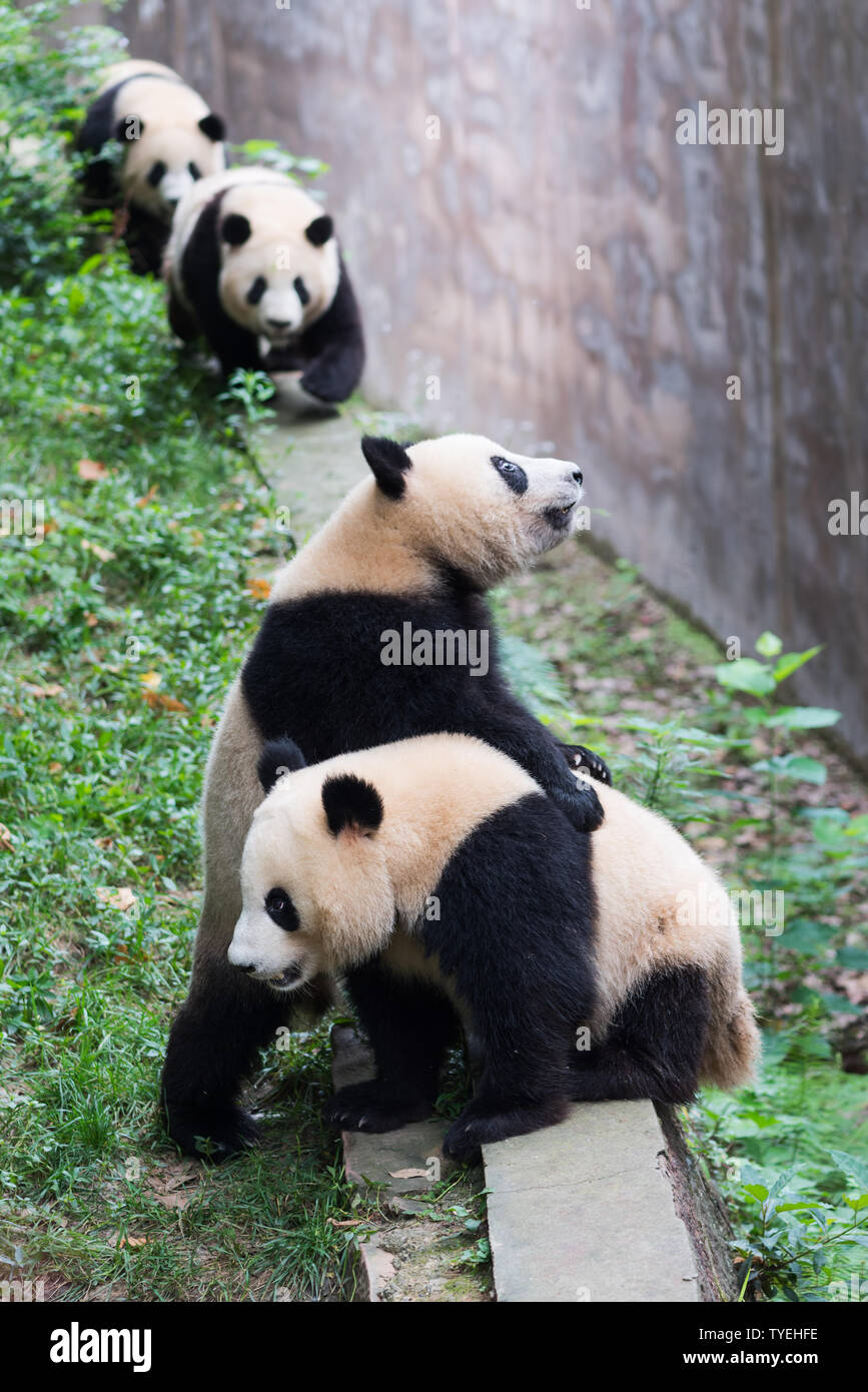 A group of pandas Stock Photo - Alamy