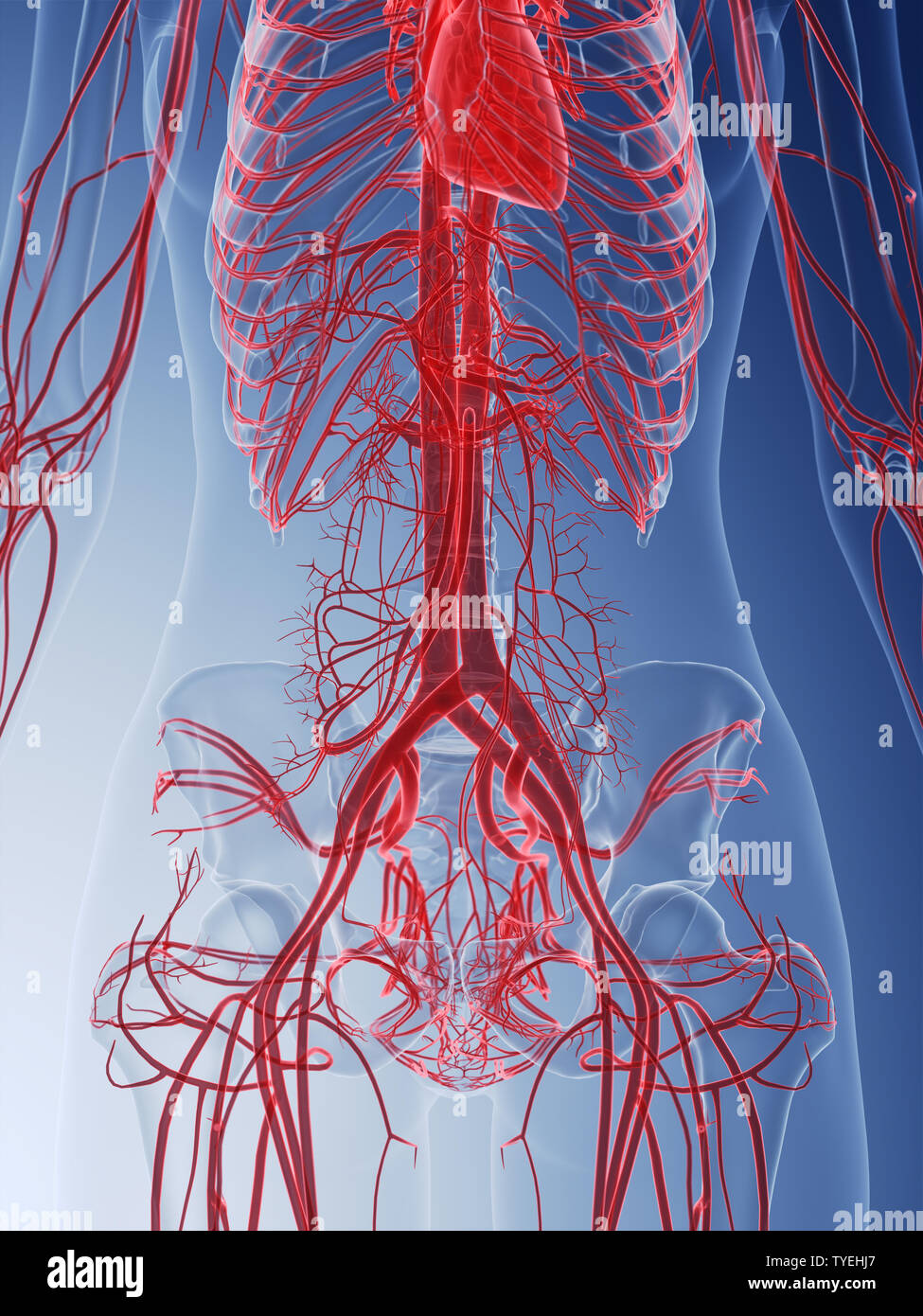 3d rendered medically accurate illustration of the vascular system of a