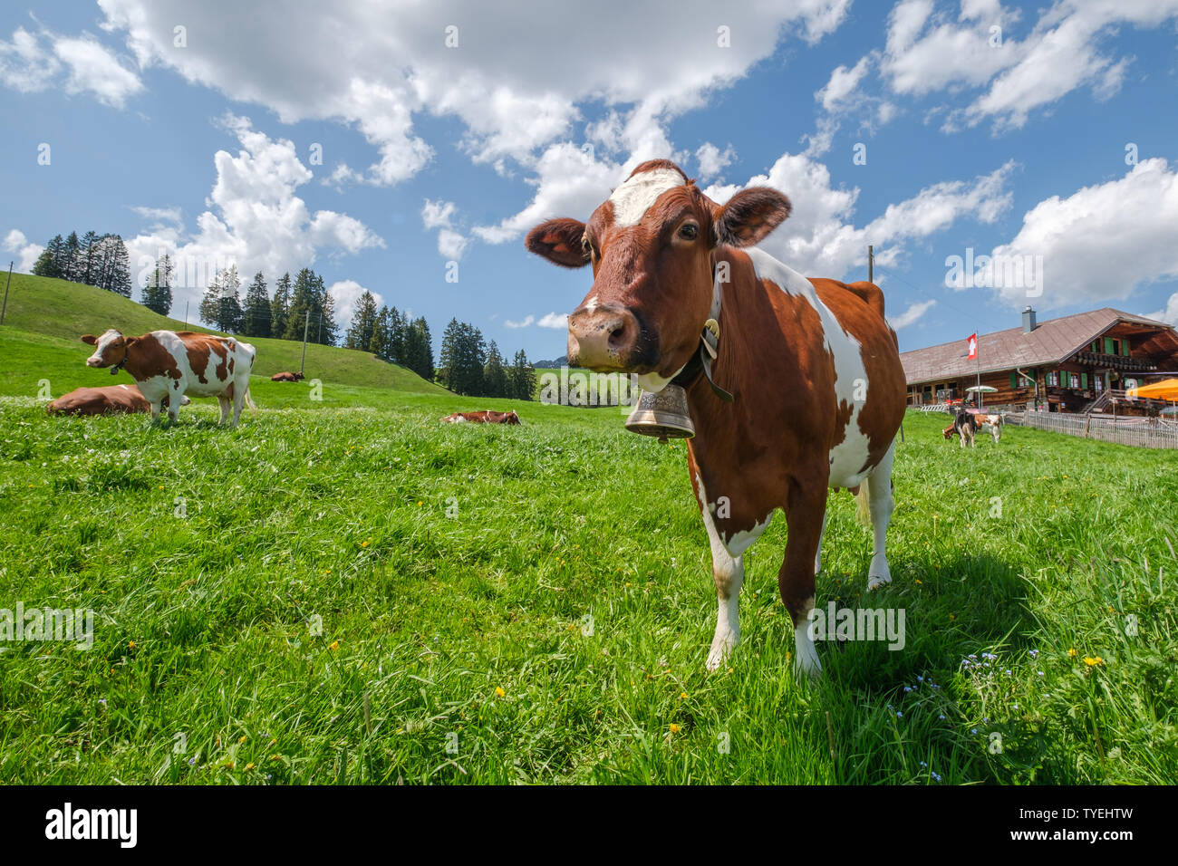 Beautiful cow with cowbell in an alpine pasture in the Swiss alps in front of a typical Swiss farm with a Swiss flag on a beautiful sunny day with blu Stock Photo