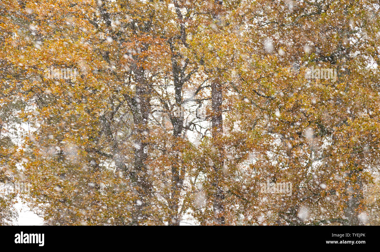 Bosque de roble albar hi-res stock photography and images - Alamy